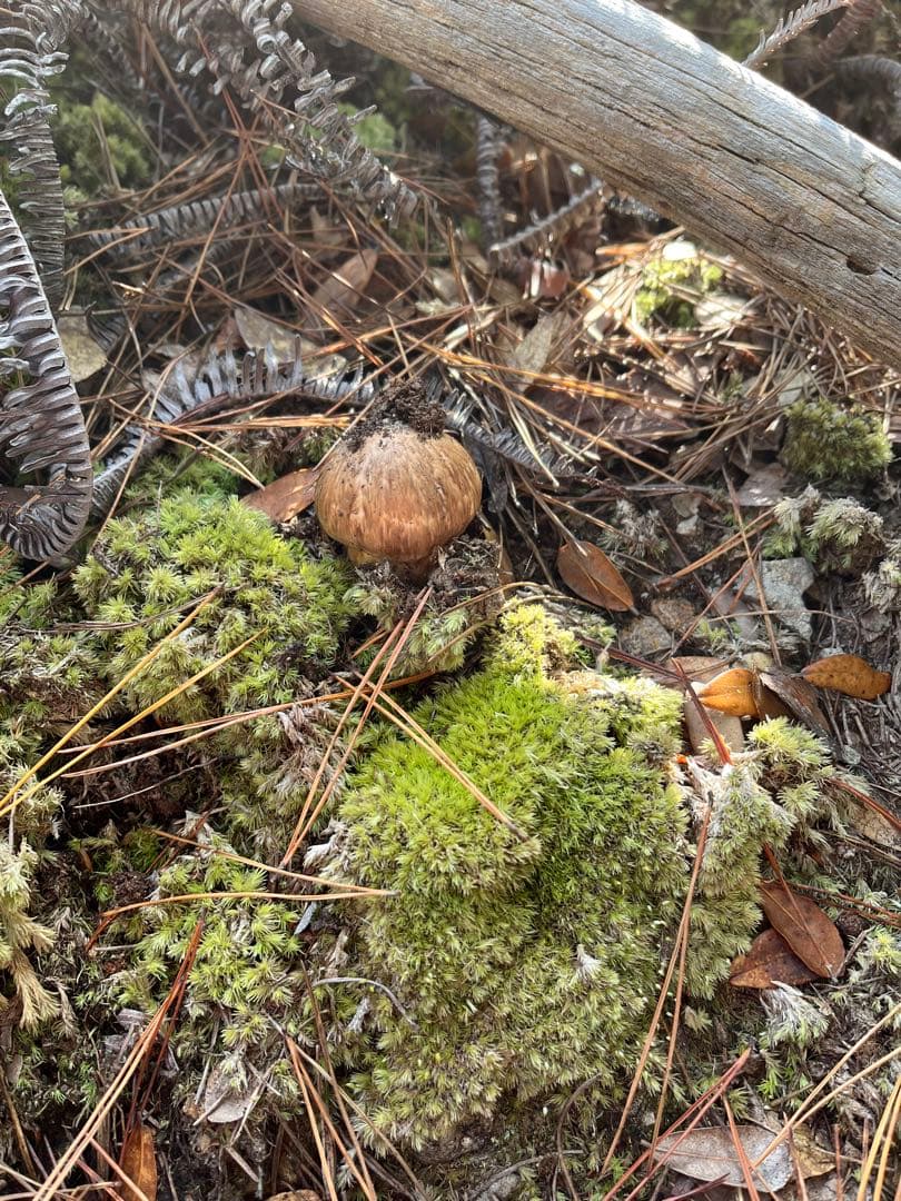 【大阪泉州産】天然松茸　採れたて良品4本145g国産