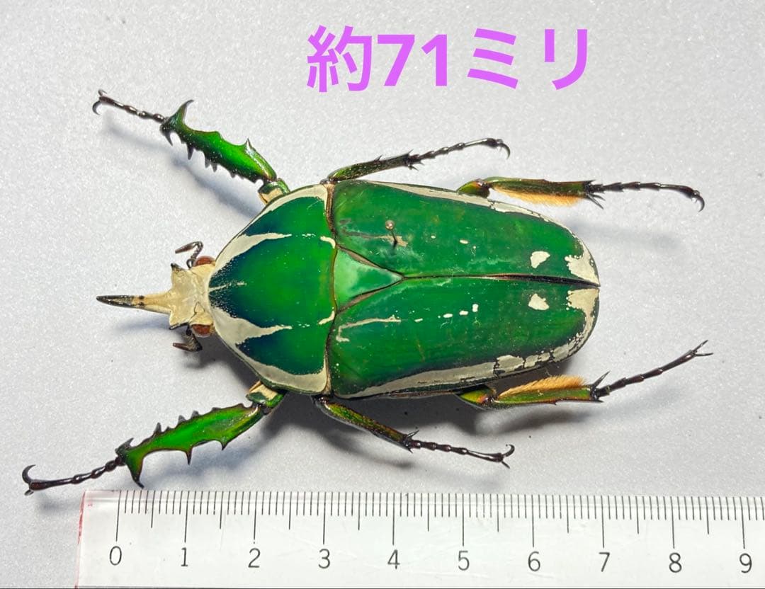 オオツノカナブントルクアータ　約71ミリ　’86 コートジボワール産