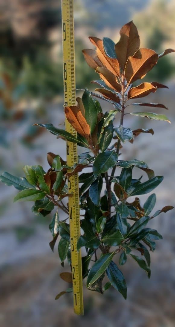 タイサンボク　ケイパレス　 約80cm