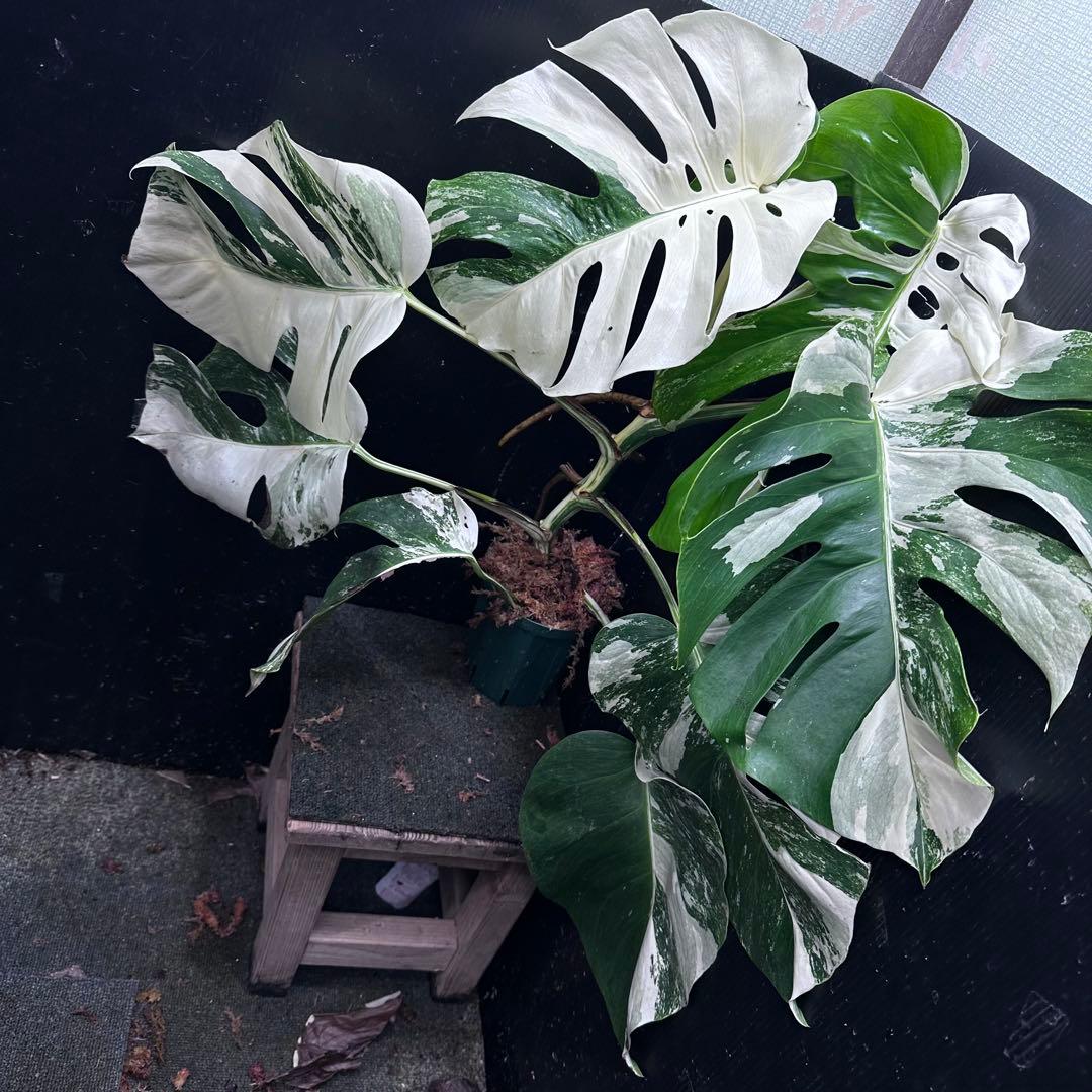 お*め様 斑入りモンステラ ホワイトタイガー極美大株71cm白斑多