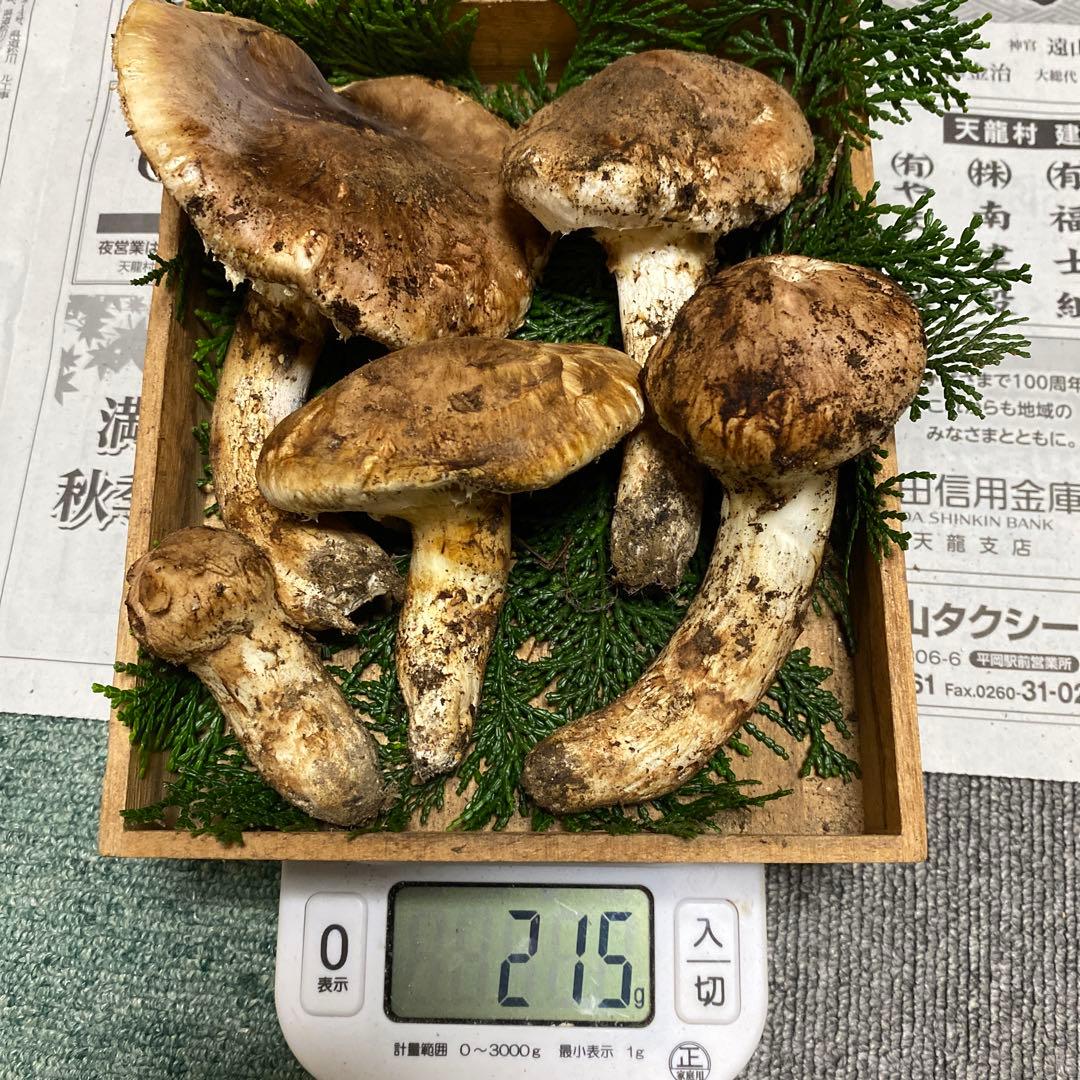 ④南信州豊丘産 松茸216ｇ 開きとつぼみのセット