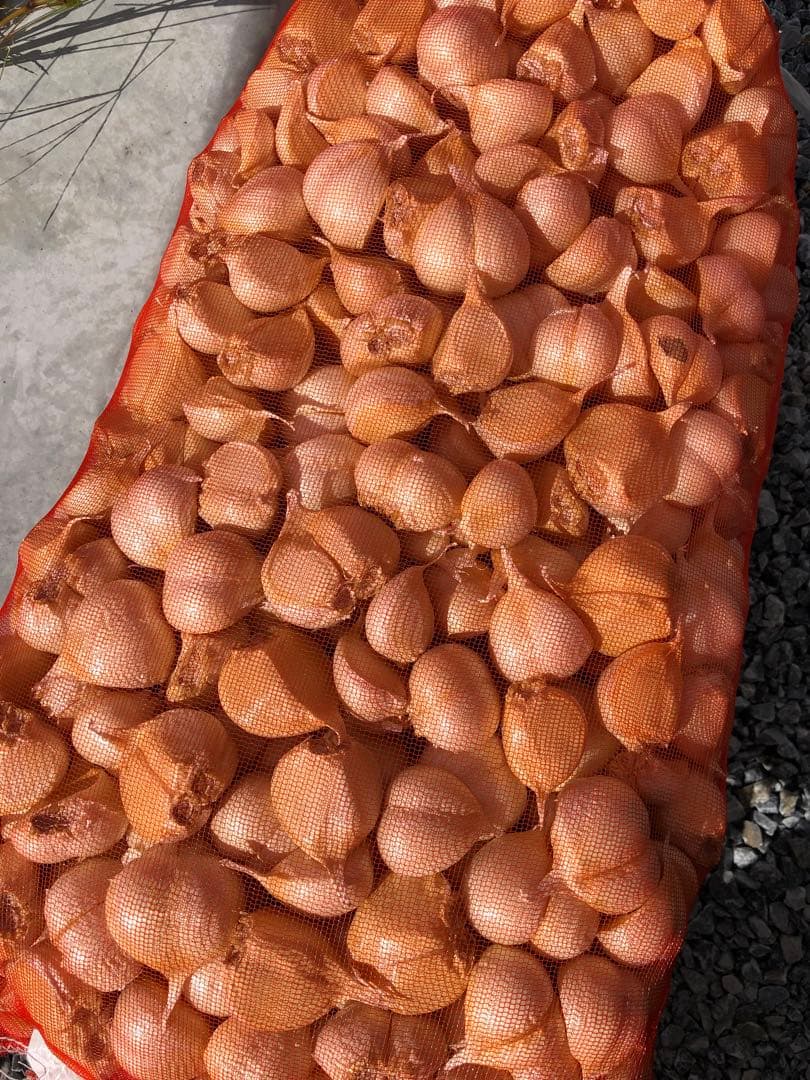 青森県産 福地ホワイト六片 にんにく 種用 双子大 10キロ 消毒済み