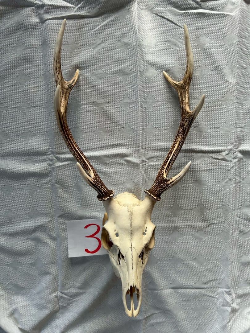 ③[1点もの] ハンティングトロフィー　鹿の角　頭蓋骨　日本鹿　スカル