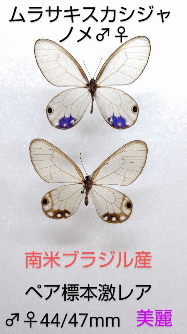 ムラサキスカシジャノメ ペア標本★南米ブラジル産★美麗紫色♀稀個体貴重