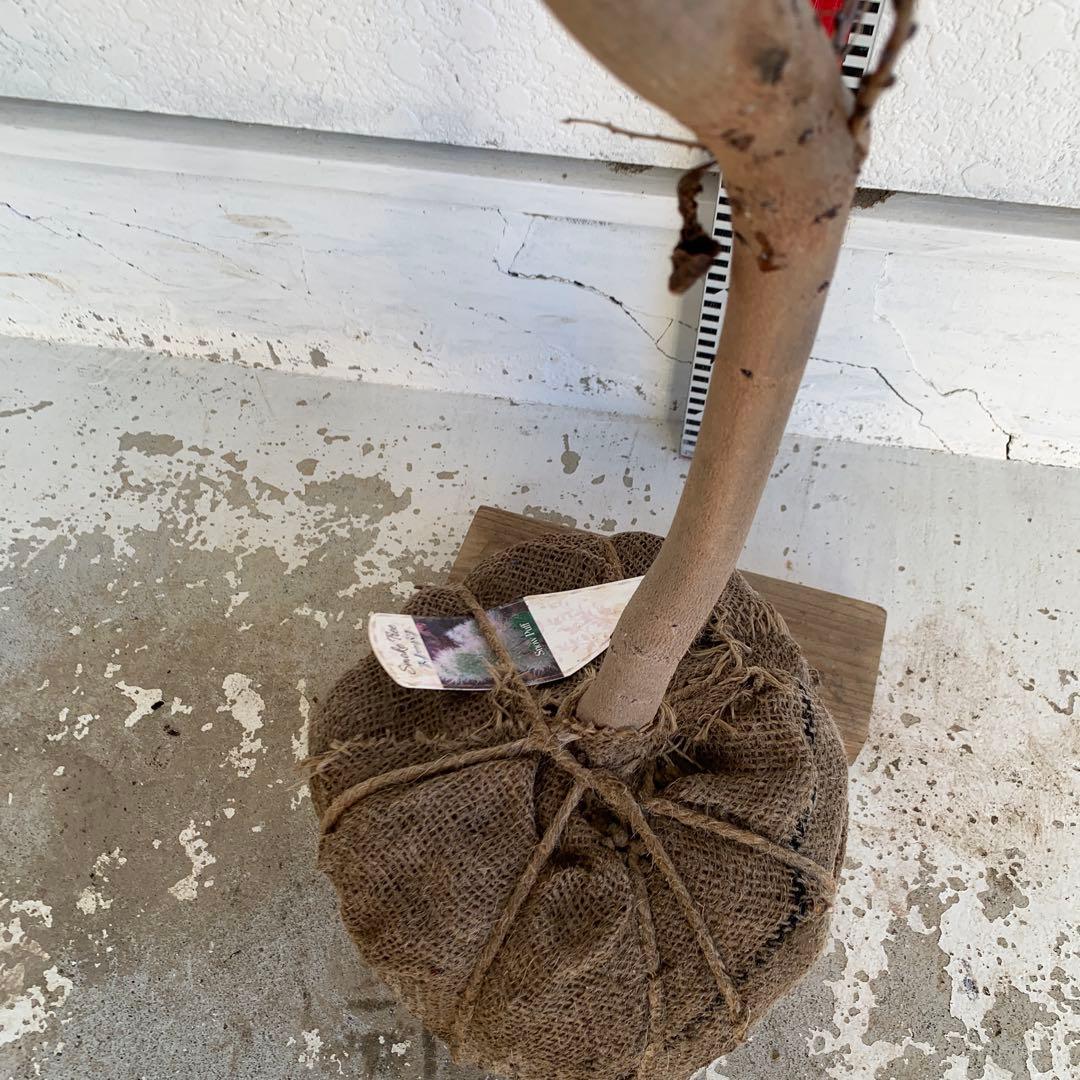 スモークツリー　スノーパフ　雌株　煙の木　苗木　花木　57