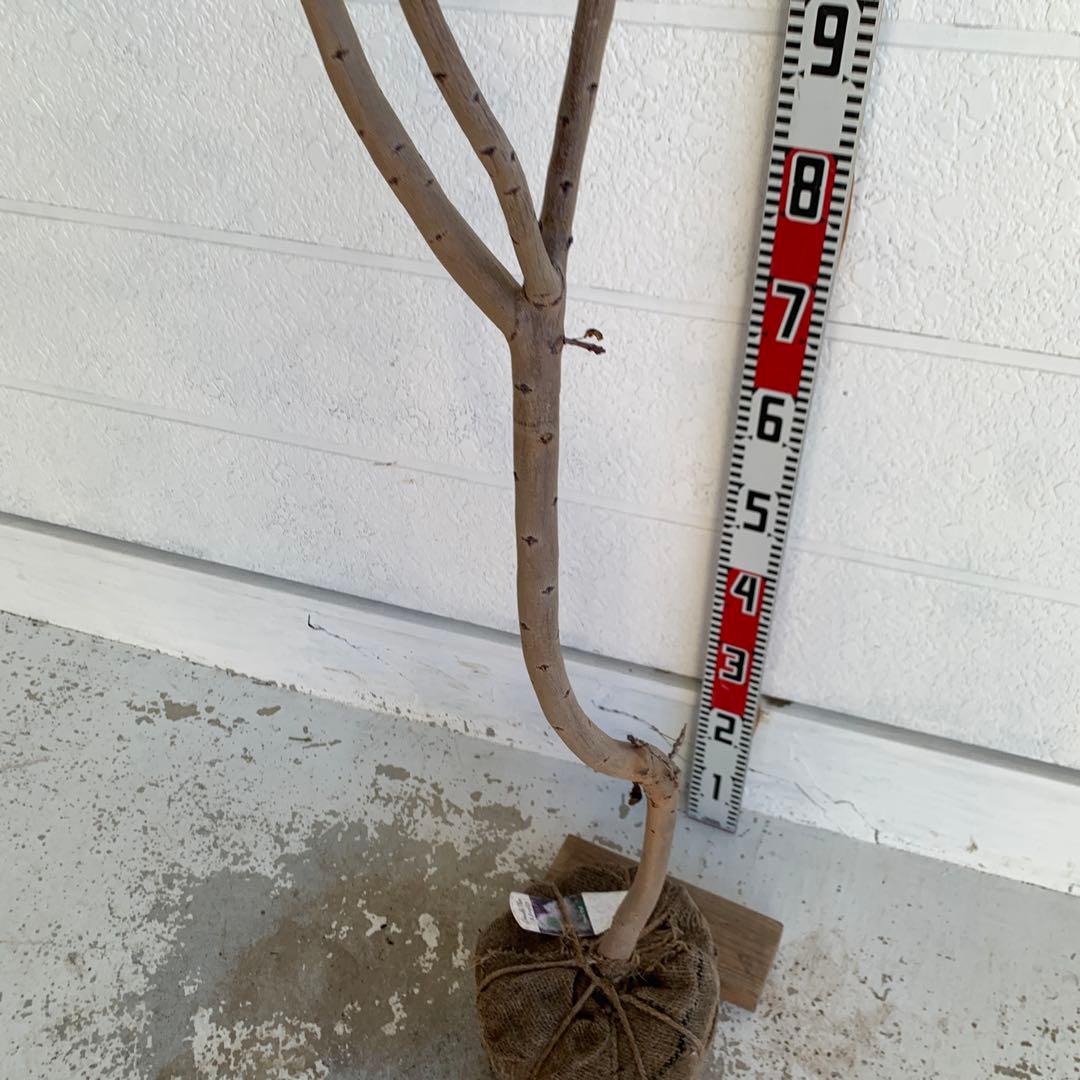 スモークツリー　スノーパフ　雌株　煙の木　苗木　花木　57