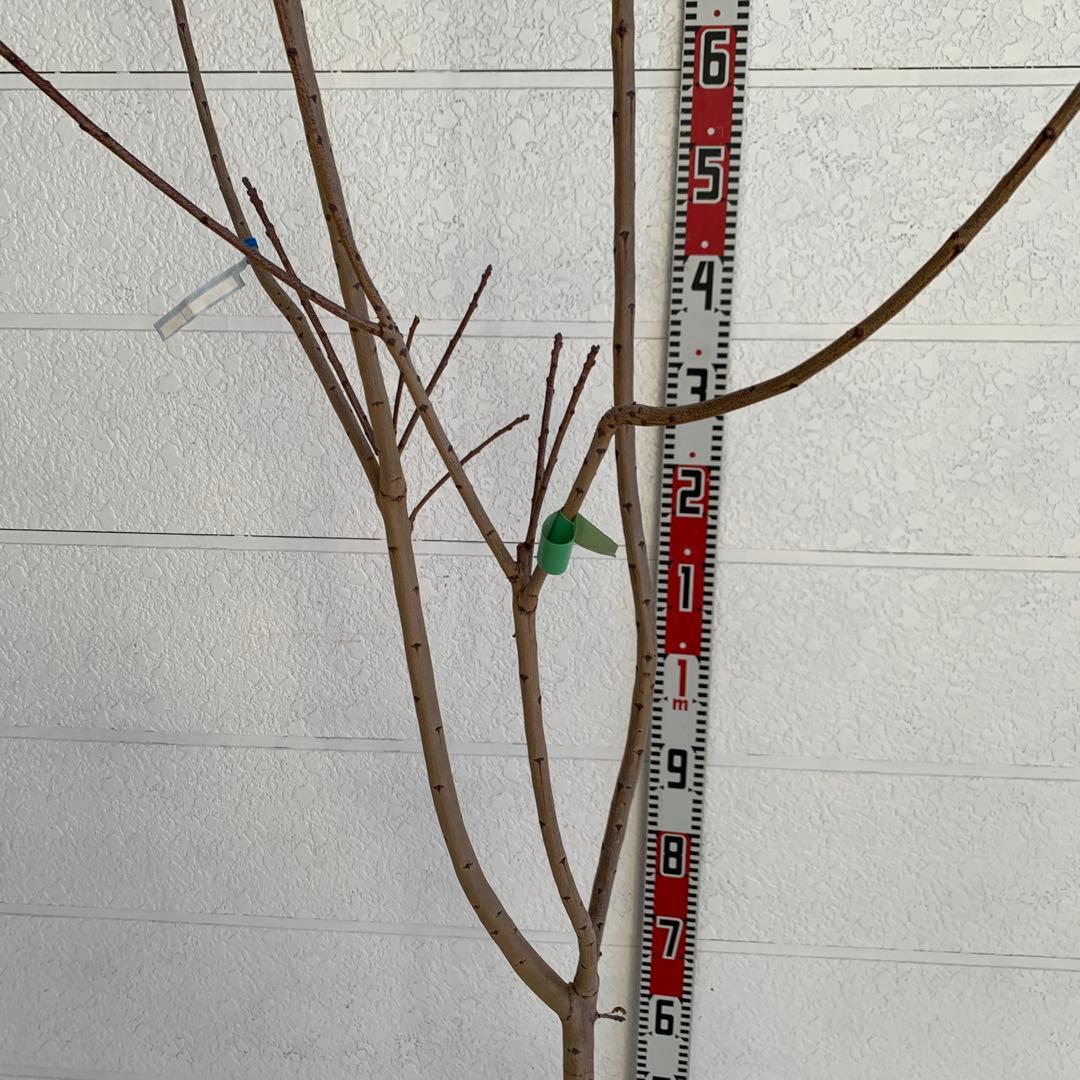 スモークツリー　スノーパフ　雌株　煙の木　苗木　花木　57