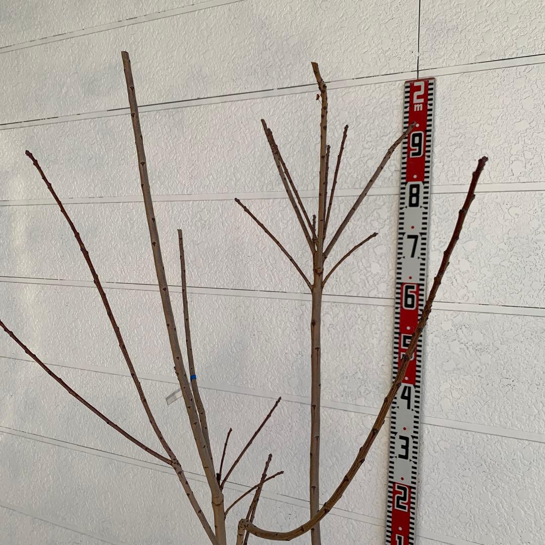 スモークツリー　スノーパフ　雌株　煙の木　苗木　花木　57