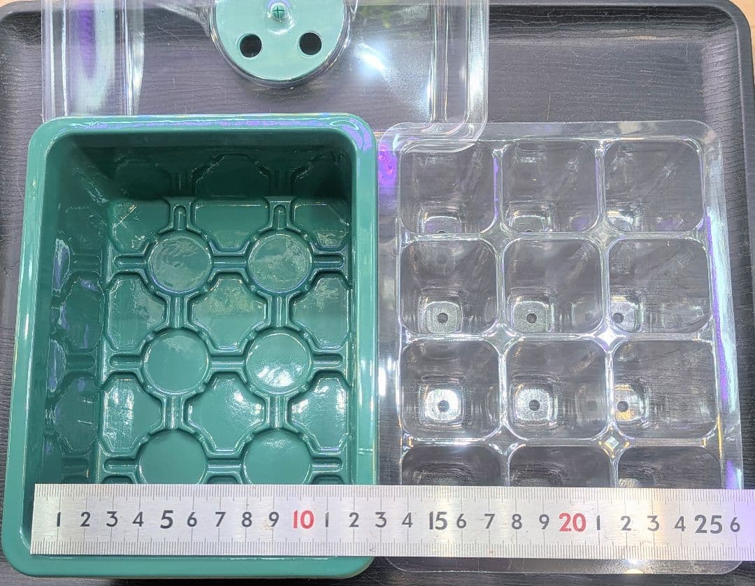 ビカクシダ、育苗トレー12個セット③Robin①Cgoul4711