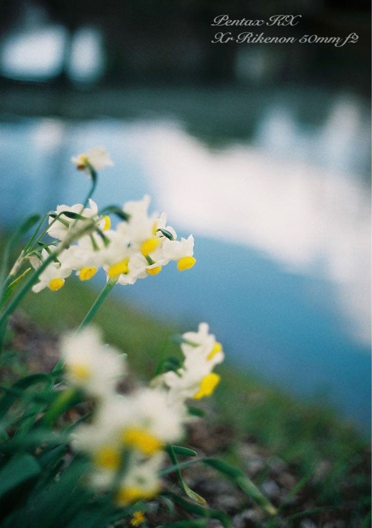 ★希少品＊超美品★pentax kx★富岡光学製/rikenon f2★作例必見