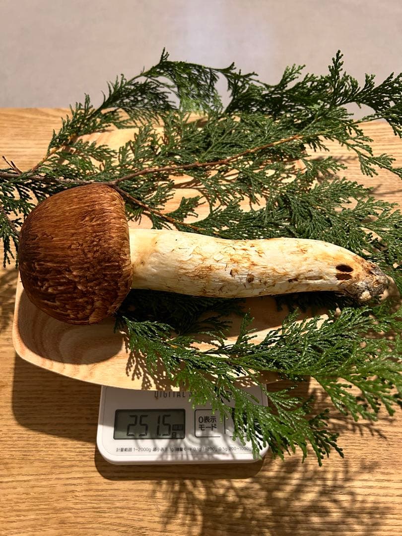 巨大松茸 国産松茸 長野県産 南信州産 極上