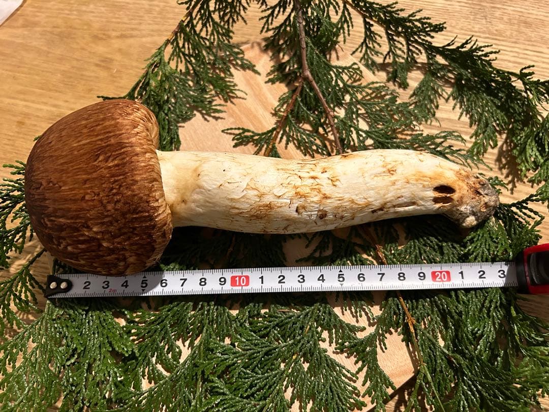 巨大松茸 国産松茸 長野県産 南信州産 極上