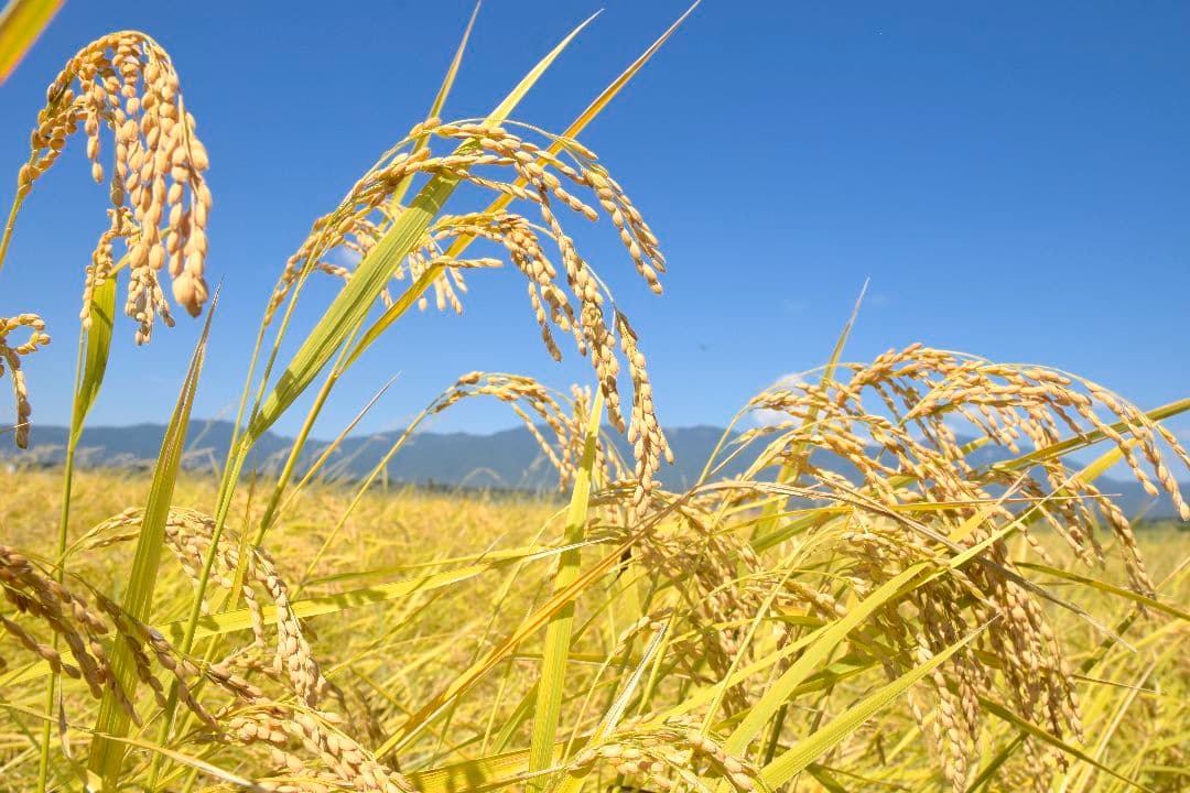 MIRA⭐️無農薬コシヒカリ白米５キロ×2