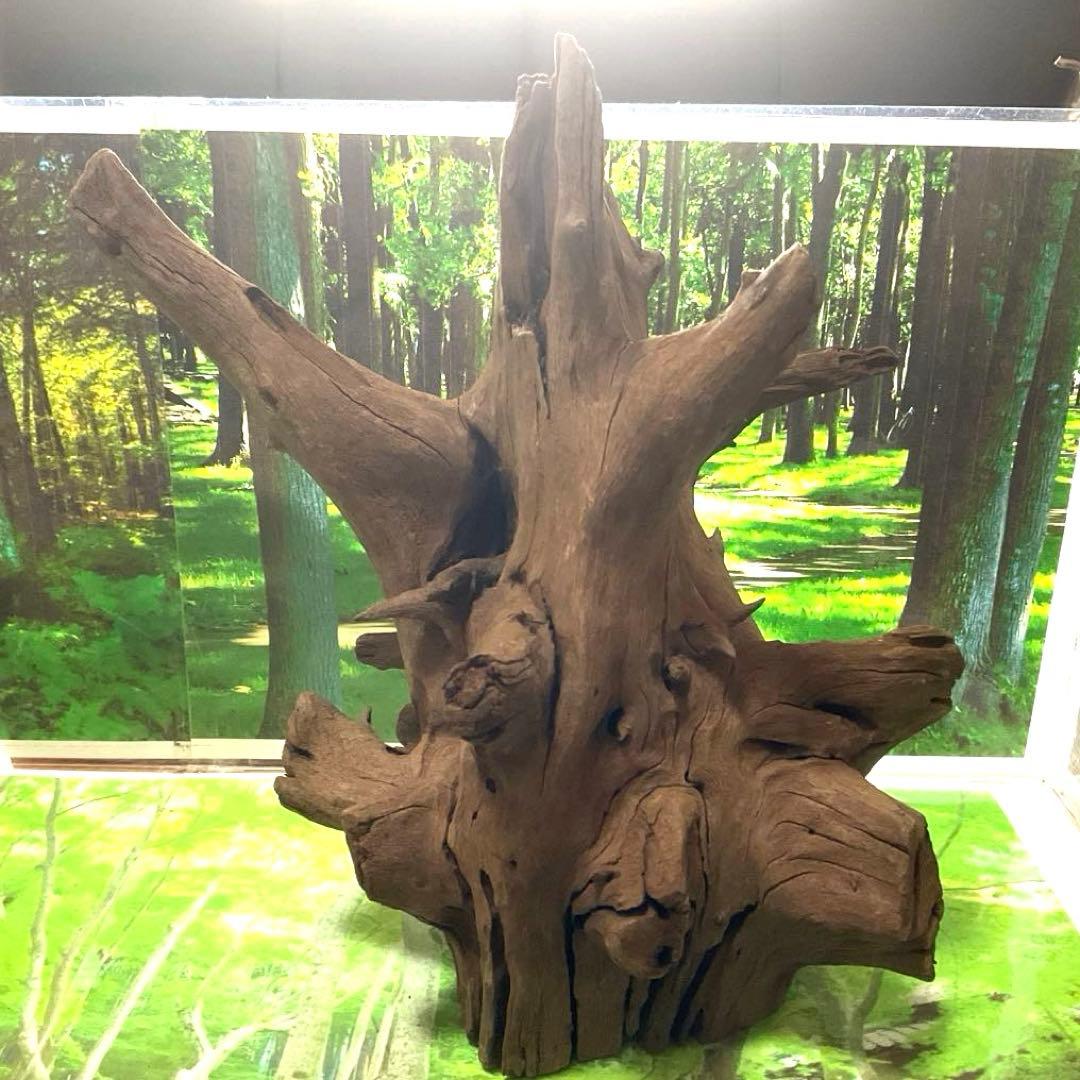 龍スケールです。イケメン朽ち木状ホーンウッド、他2点