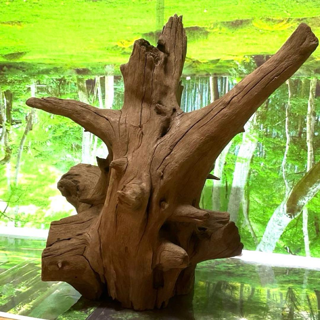 龍スケールです。イケメン朽ち木状ホーンウッド、他2点