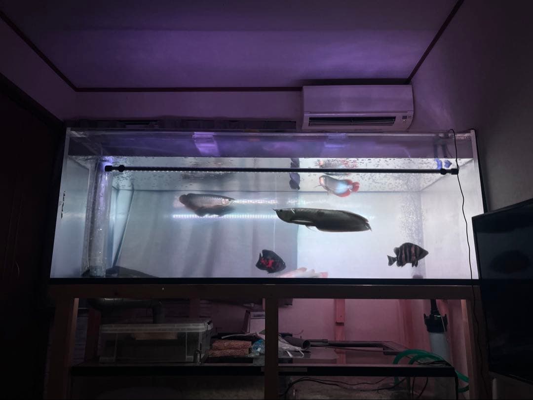 大型アクリル水槽 横幅200cm縦75 奥行100 自宅まで引取り可能な方限定