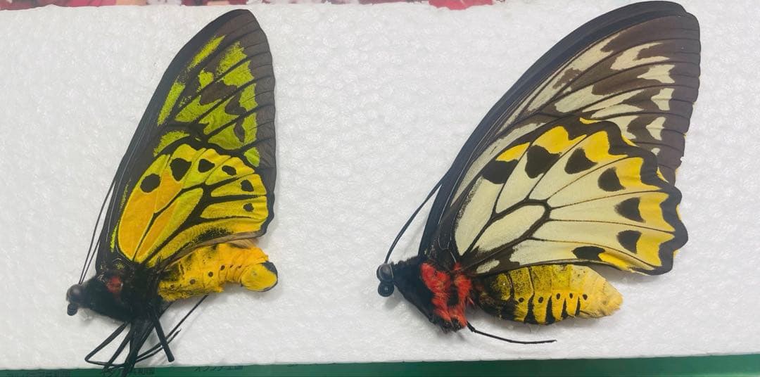 アカメガネトリバネアゲハ　ペア　ハルマヘラ産