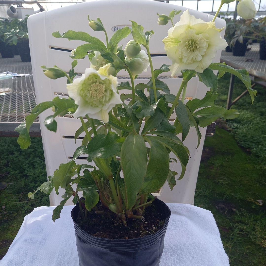 つぼみいっぱい！オリジナルグリーンリップ、2種植え♪クリスマスローズ大苗