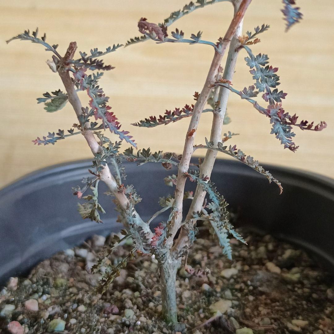 F756 ボスウェリア アスプレニフォリア 実生株 希少株【簡単に葉が落ちる】