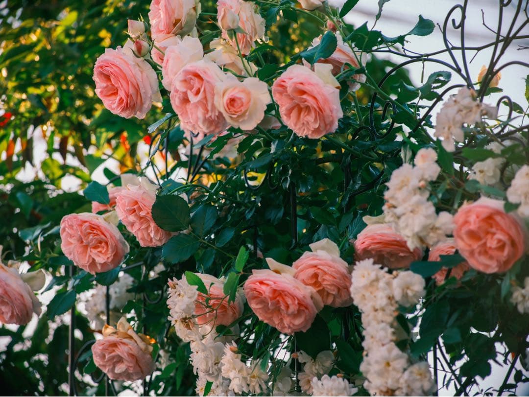 レンズ(ズーム) contax carlzeiss 80-200 f4