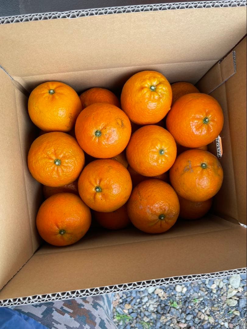 ★ゆんちゃんです★奄美大島たんかん10キロ☆ 3Lサイズ