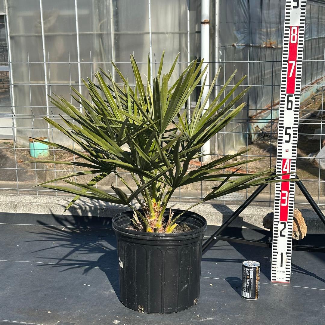 チャメロプス•フミリス【樹高:約73㎝】Jan03