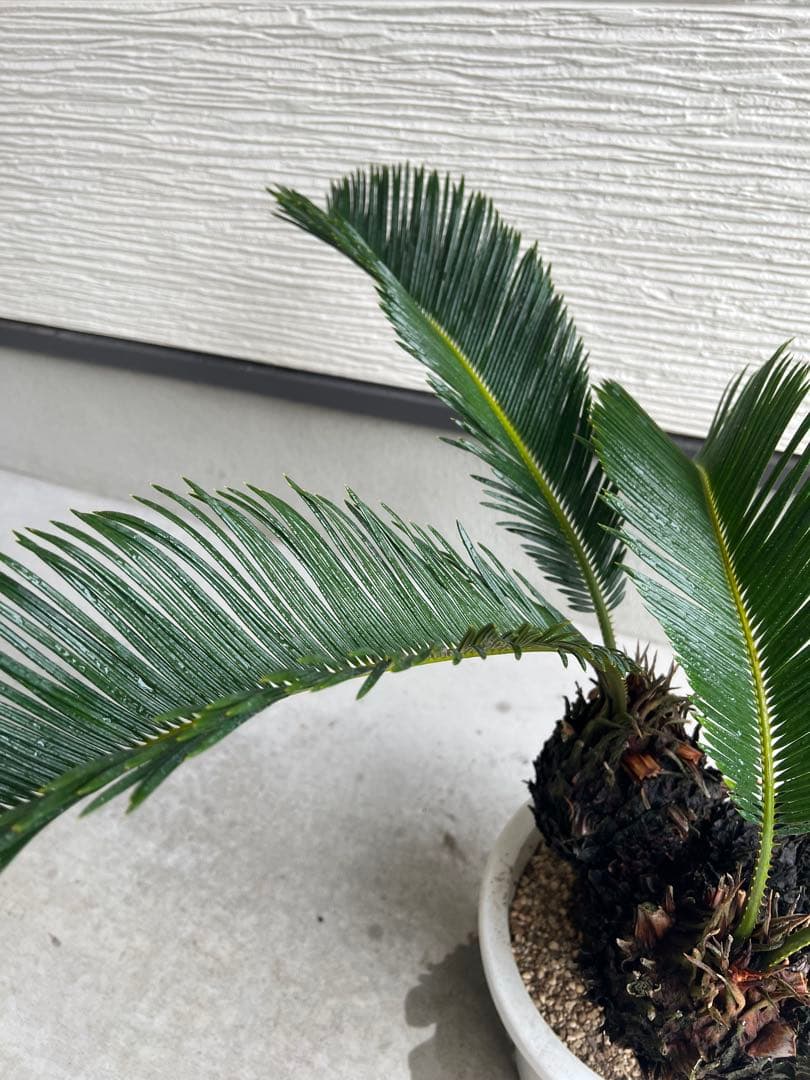 【年末セール】サイカス・レボルタ / ソテツ 多頭 大株 ガーデニング