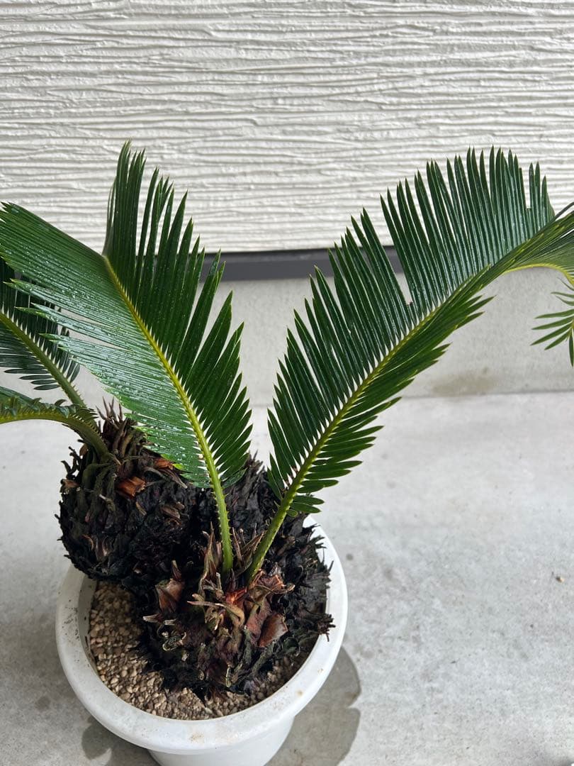 【年末セール】サイカス・レボルタ / ソテツ 多頭 大株 ガーデニング