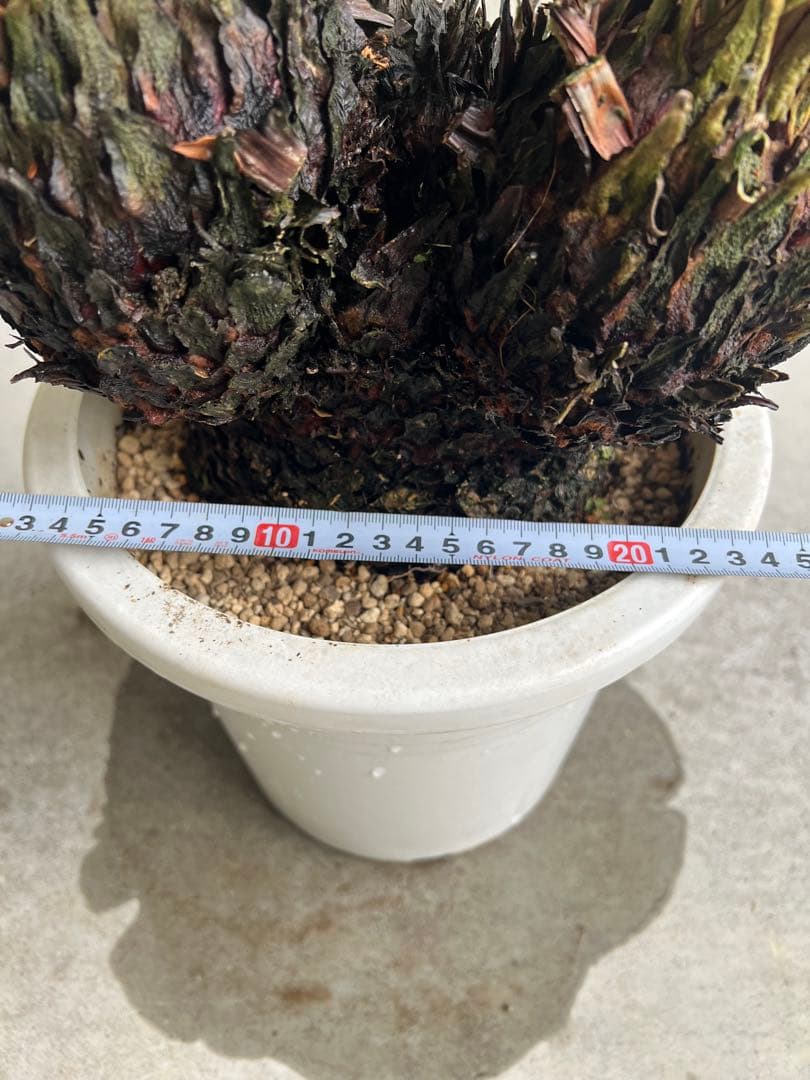 【年末セール】サイカス・レボルタ / ソテツ 多頭 大株 ガーデニング