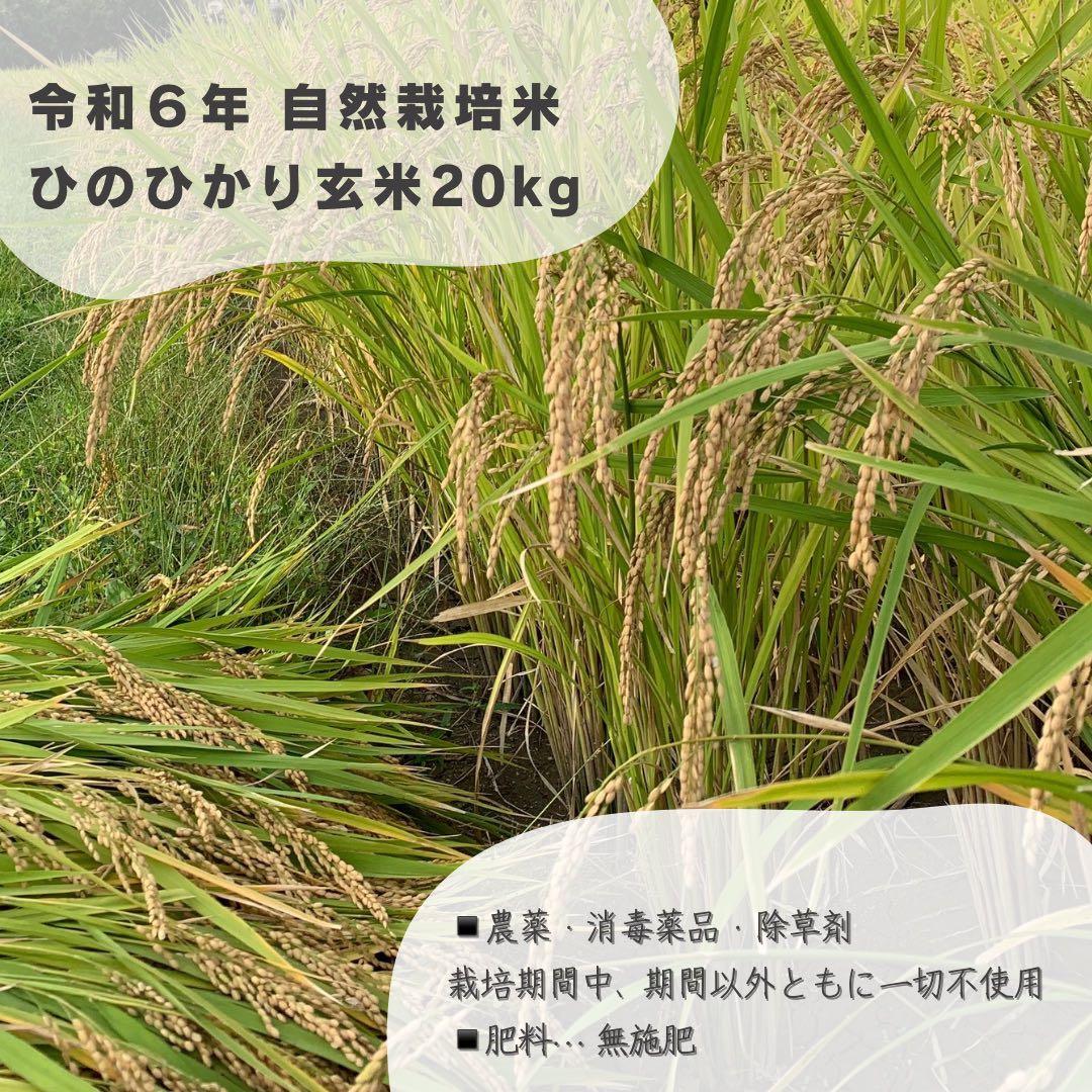 【令和6年産】熊本県 自然栽培米 ひのひかり 玄米20kg