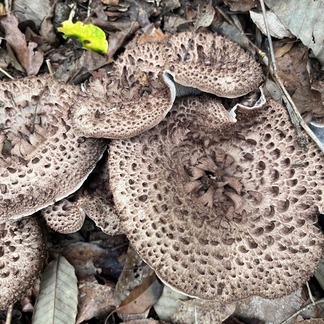 天然香茸‼️広島産　1.0kg 10月12日採りたて　コウタケ　香茸　松茸①