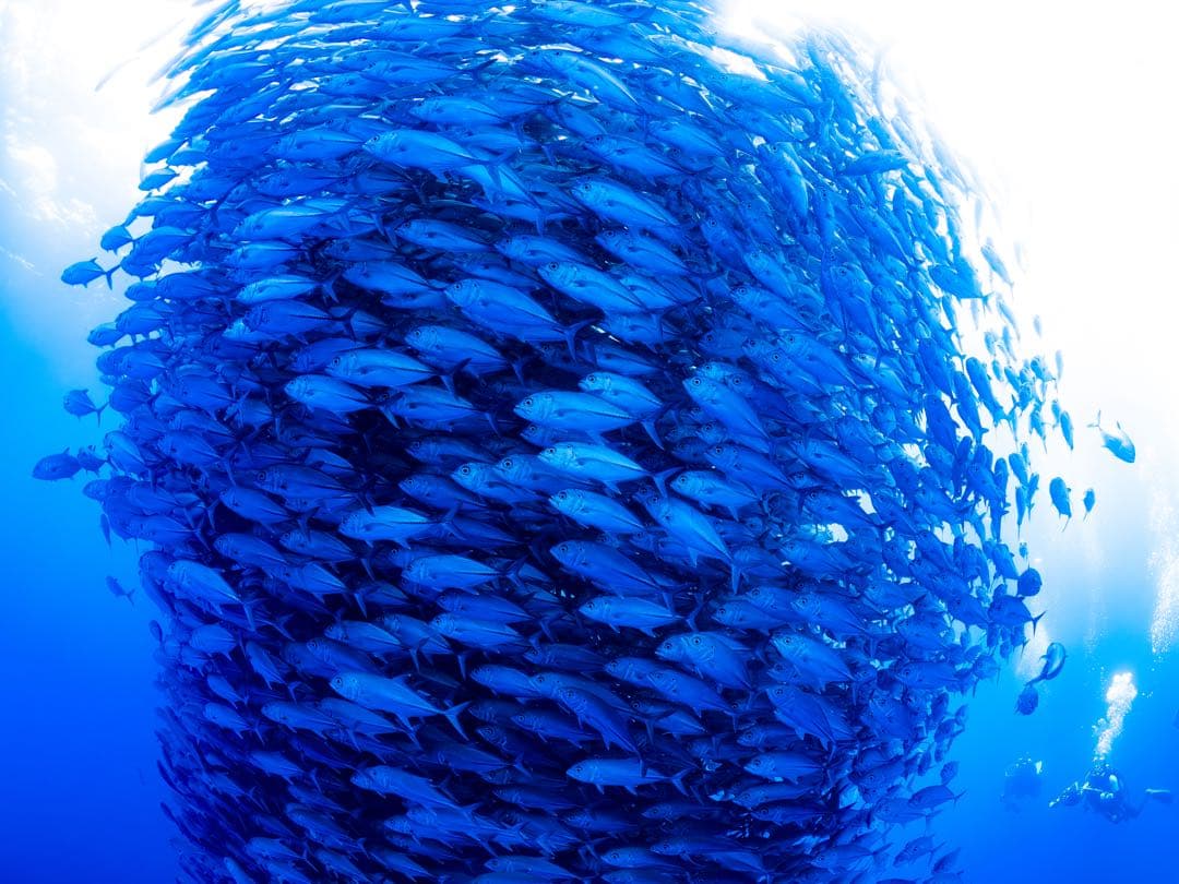 レンズ(単焦点) OLYMPUS M.ZUIKO DIGITAL 8mm F1.8