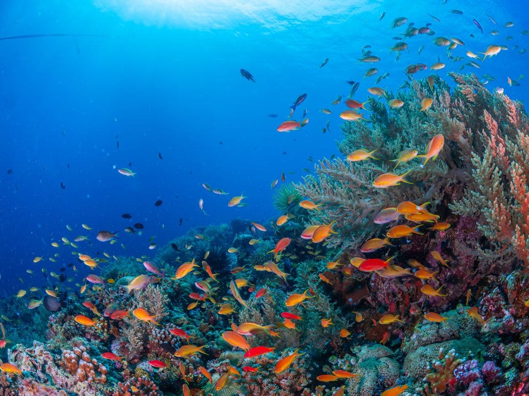 レンズ(単焦点) OLYMPUS M.ZUIKO DIGITAL 8mm F1.8