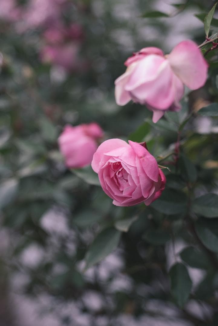 極美品！貴重な黒モデル！Leica Elmar 90mm F4 Black