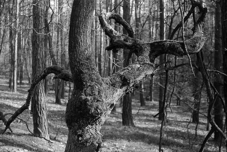 41　希少【RED P】　沈胴式オールドレンズ インダスター22　L39