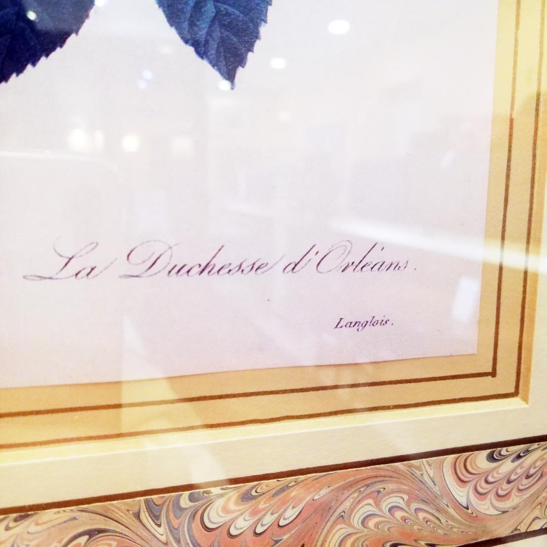 ◇P.J.Redoute　H.HAL CHICAGO KRAMER　薔薇　絵画