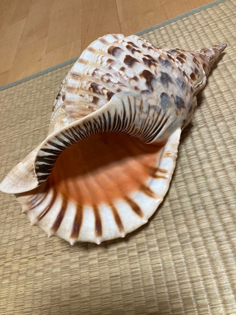 法螺貝　ほら貝　ホラ貝