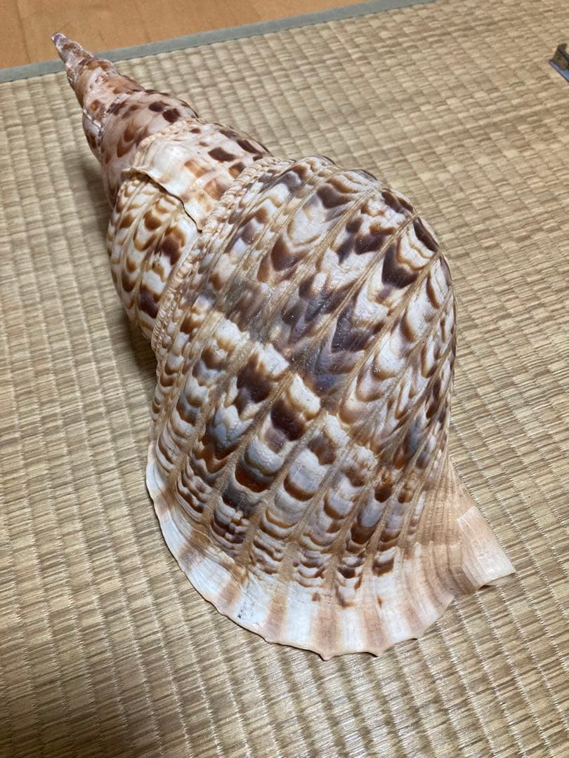 法螺貝　ほら貝　ホラ貝