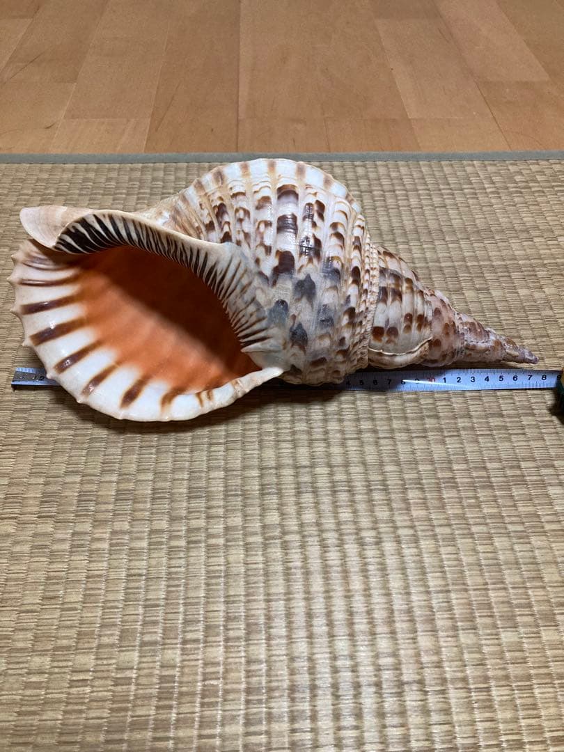 法螺貝　ほら貝　ホラ貝