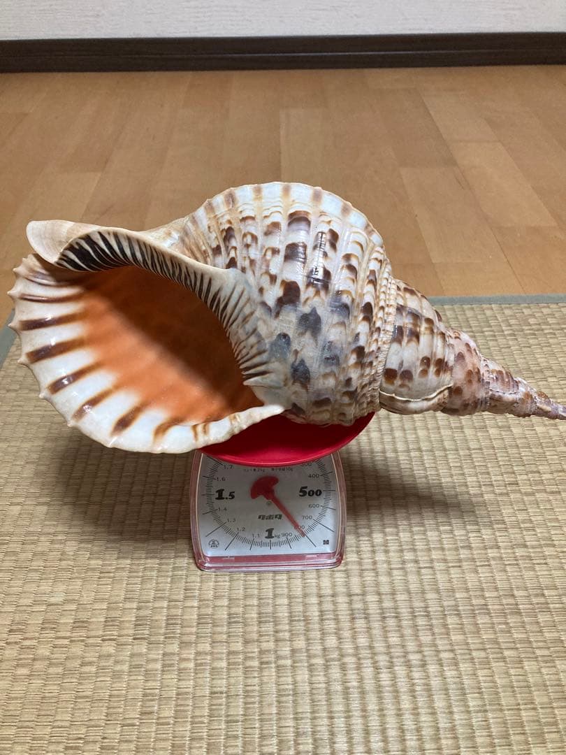 法螺貝　ほら貝　ホラ貝