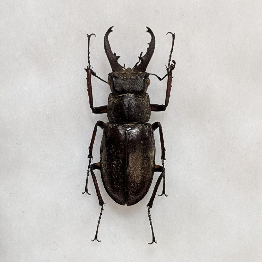 標本　野外品イズミヤマクワガタ×2