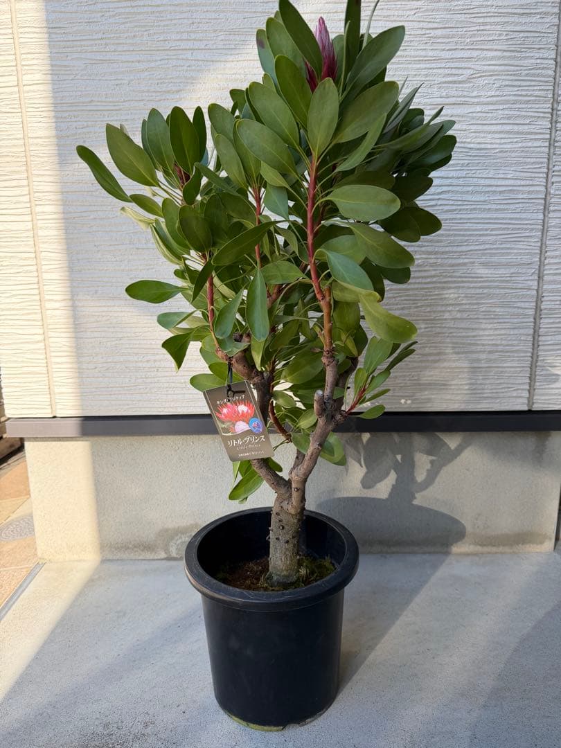 【年始セール】プロテア・リトルプリンス /大株 シナロイデス 1/12撮影