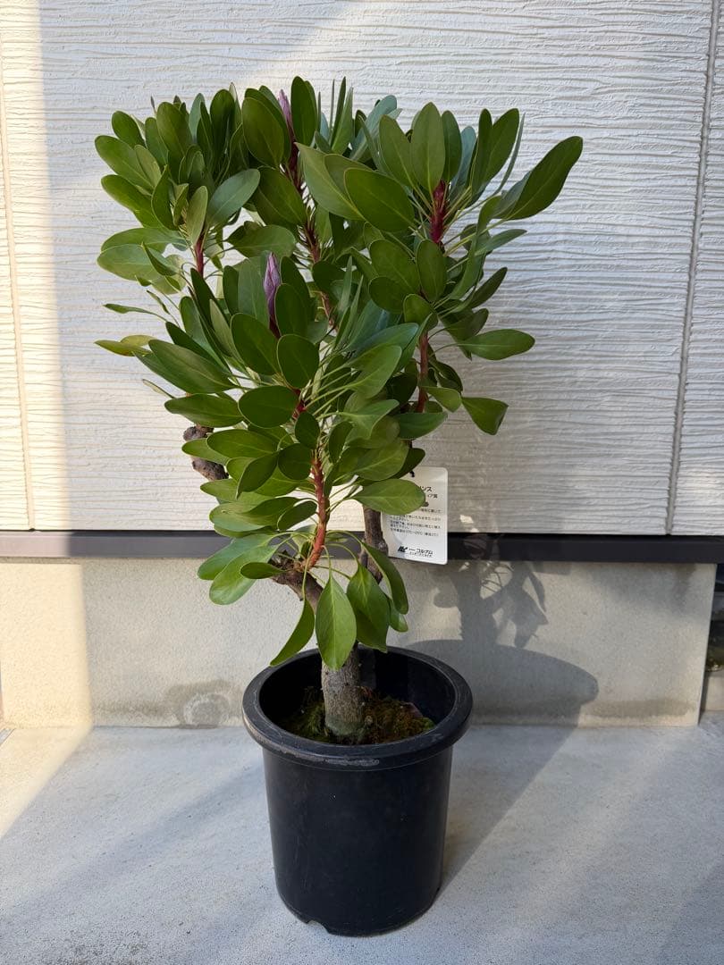 【年始セール】プロテア・リトルプリンス /大株 シナロイデス 1/12撮影