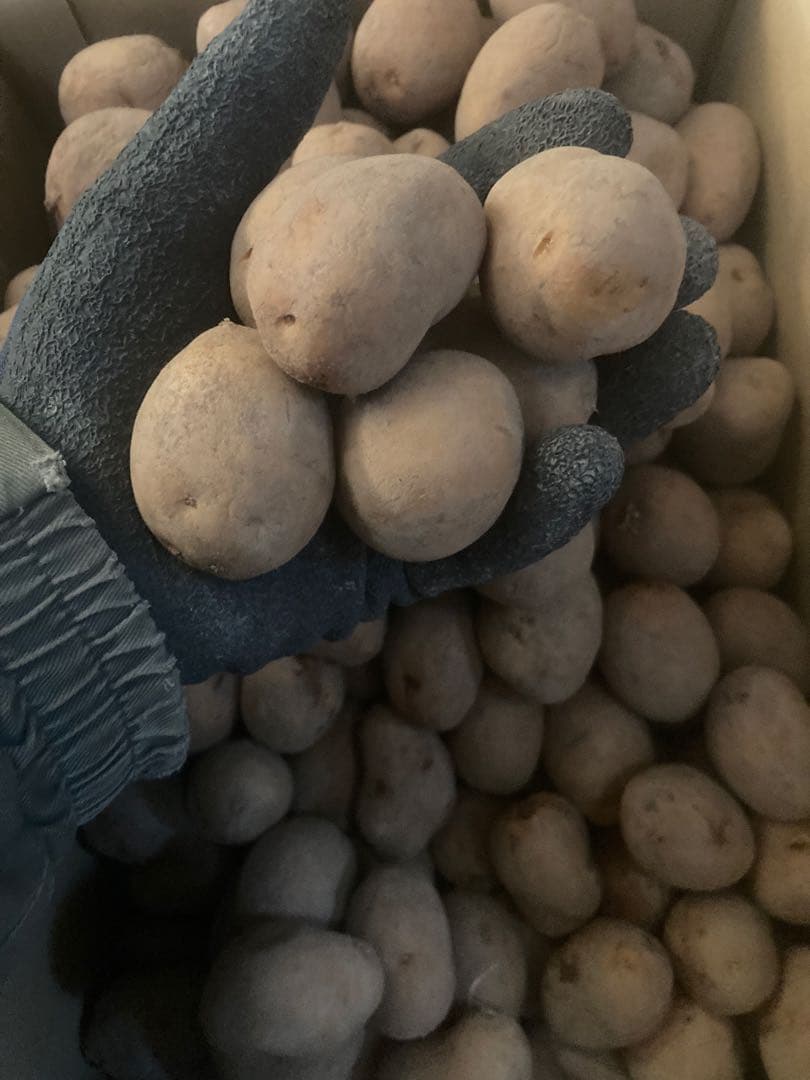 インカのめざめ　2Sサイズ　20Kg 北海道産