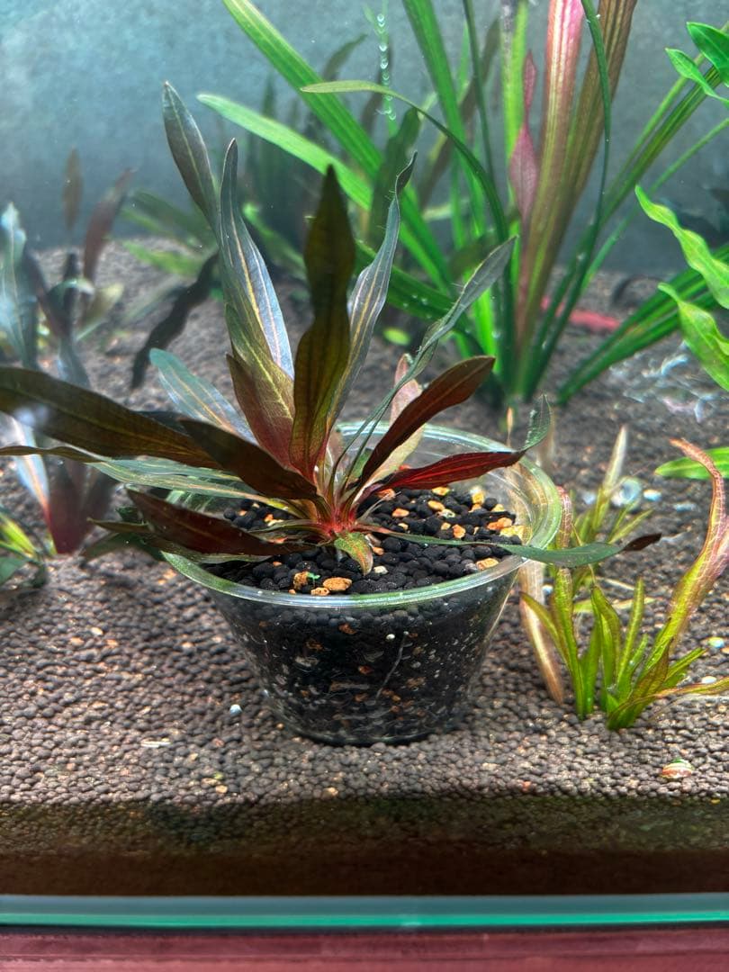 あ*ぶ様 エキノドルス　ホレマニーレッド　バース