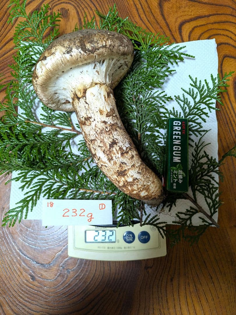 希少　南信州★長野県産10月27日採れたて松茸232グラム1本 -送料無料-18