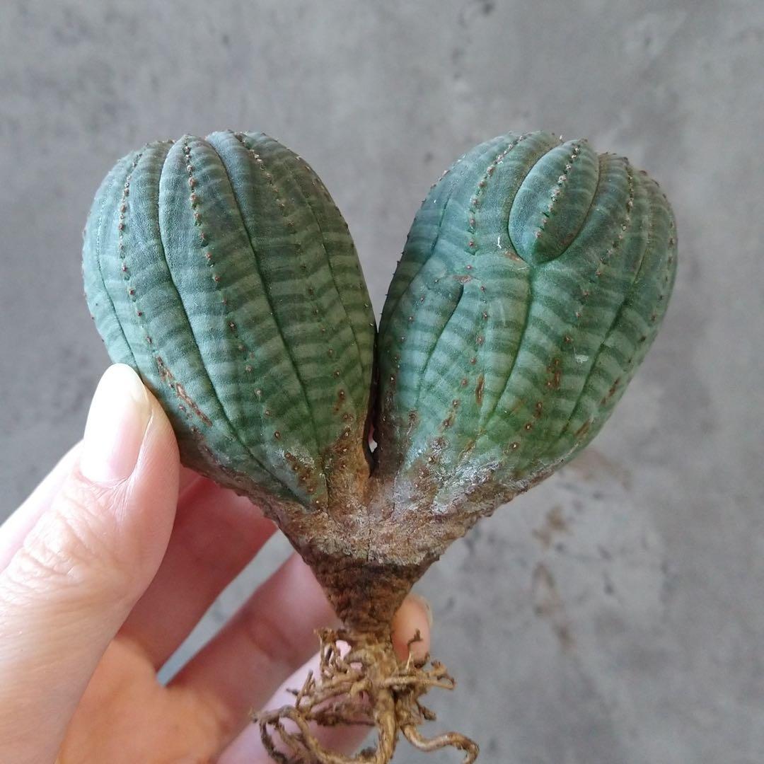 と*ぃ様 B17833★オークション★ユーフォルビア オベサ ダブルヘッド 美株