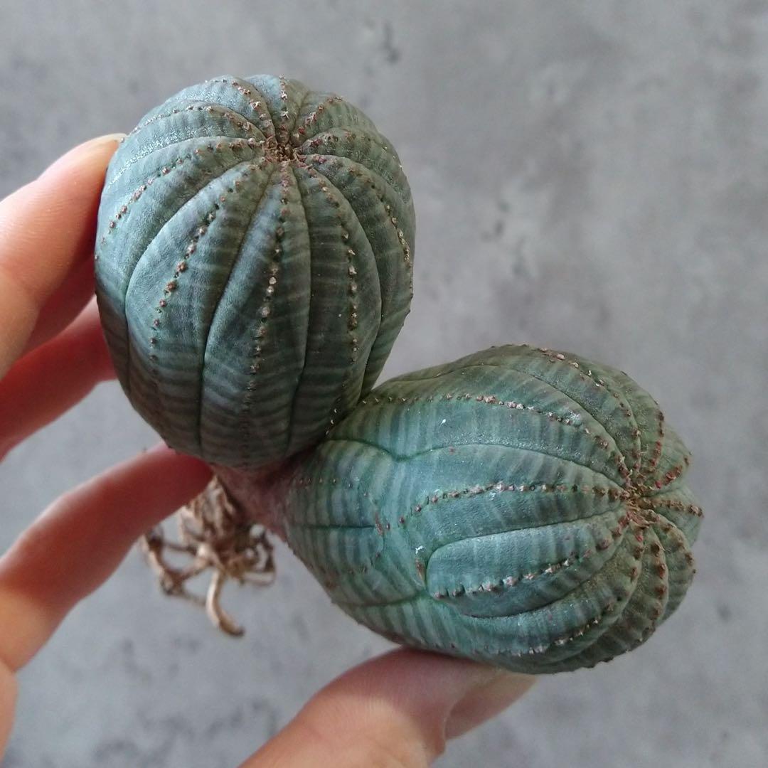 と*ぃ様 B17833★オークション★ユーフォルビア オベサ ダブルヘッド 美株