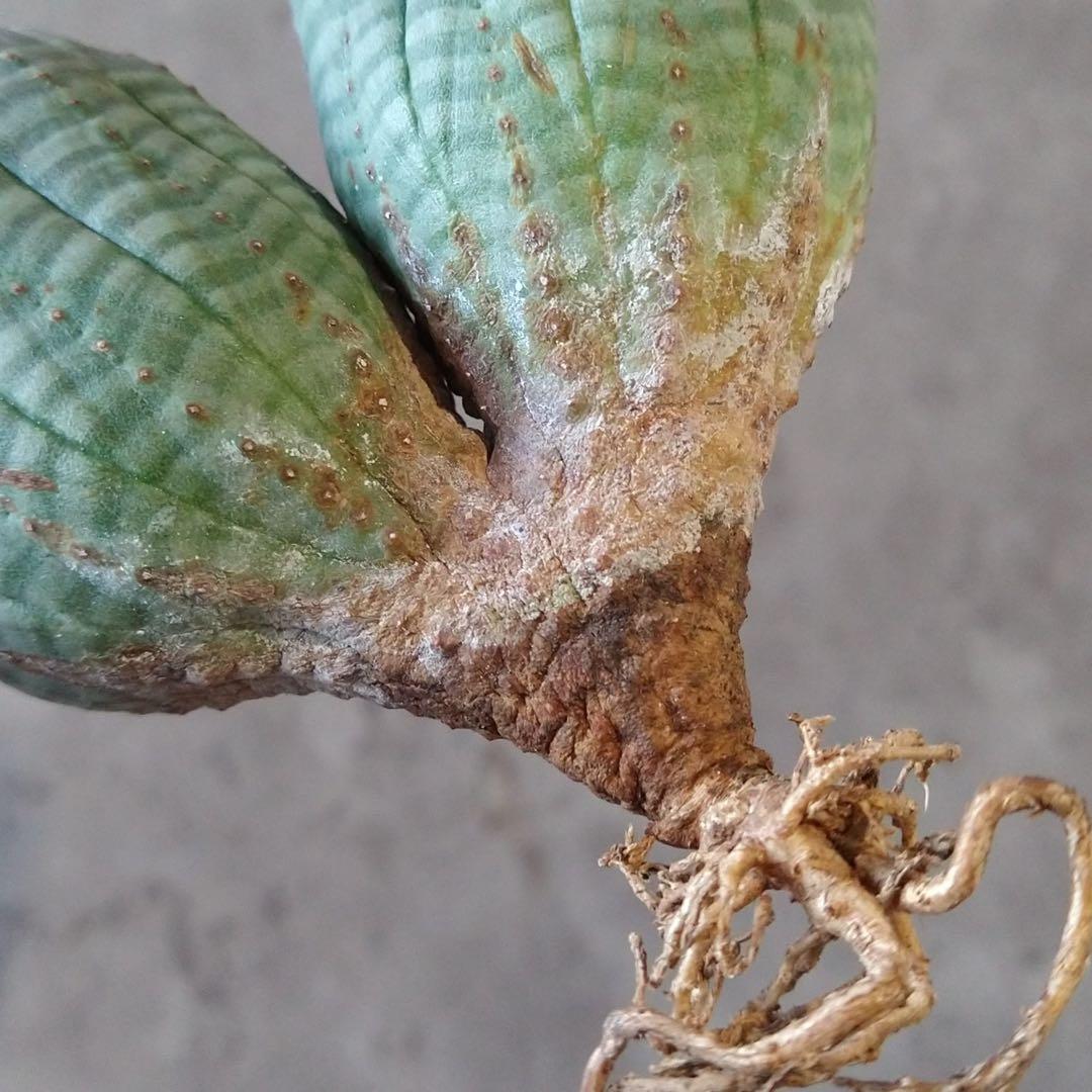 と*ぃ様 B17833★オークション★ユーフォルビア オベサ ダブルヘッド 美株