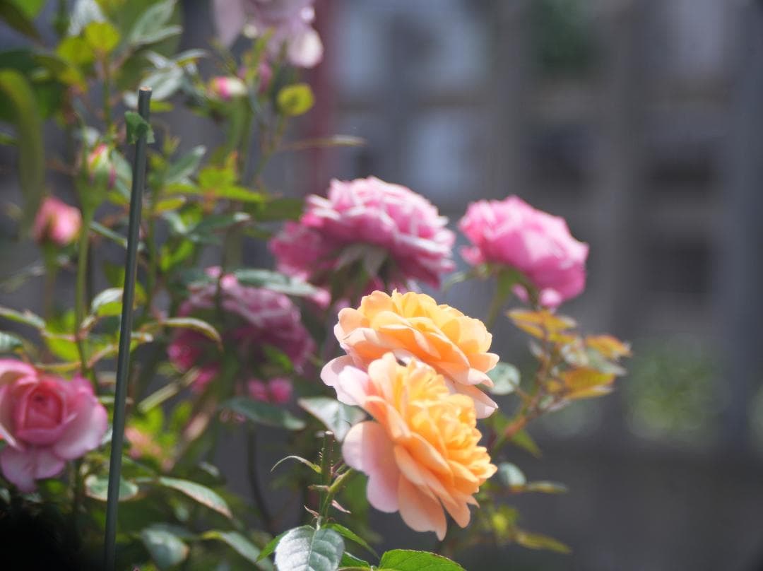 テスト画像有　古典玉 Monopol 15cm f8 Leica-Lマウント改